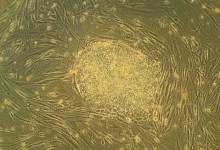 Showtime for Stem Cells