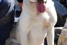 Riley, the Search-and-Rescue Dog