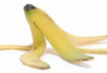 Darwin’s Descendant