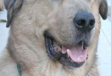 Purchase Products That Support Animals