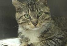 Puppy Mill Action Week