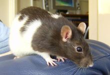 Ancient Origins of Pet Rats
