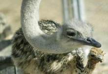 The Big Birds of Buellton