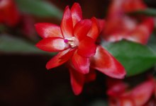 Christmas Cactus