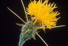 Cell Phone App Combats Weeds