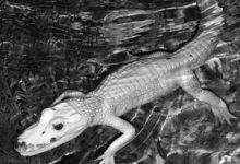 Albino Alligator