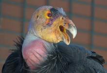 The Great California Condor Comeback