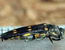Invasive Beetle Attacks Oak Trees