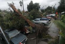 Fallen Trees, Power Poles Crush Cars on Haley Street