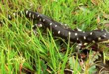 Tiger Salamander Caught in the Middle
