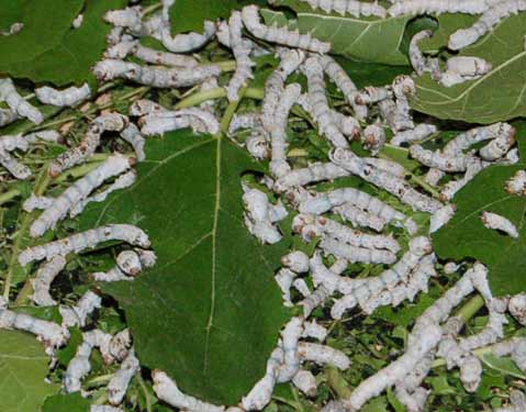 Mulberry Trees And Silkworms