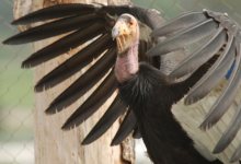 Volunteers Wanted for Condor Monitoring