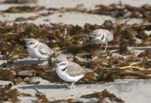 Coal Oil Point’s Plover Protectors