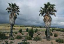 Bishop Ranch Development Study to Start