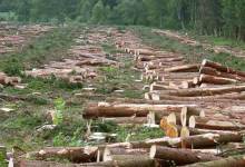 Peak Wood