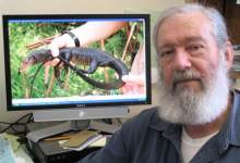 UCSB Scientist Describes New Lizard