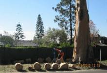 Nava Jumps into Eucalyptus Removal Fray