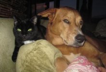 It’s a Dog’s Life