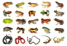 Year of Biodiversity