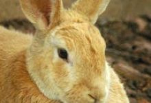 Animals Suffering from Oil Spill