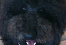 Animals Notice Things