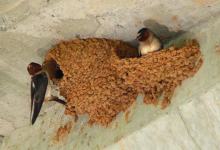Living with Swallows