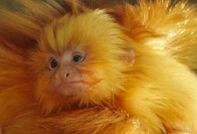 Endangered Monkey Born at Zoo