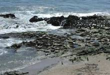 The Call of the Carpinteria Bluffs