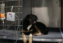 Love for Search & Rescue