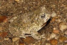 Counting the Days for the Arroyo Toad