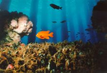 Rigs to Reef Discussions Continue