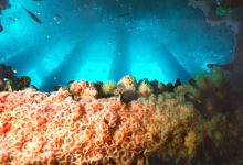 New Marine Protected Areas Set to Take Effect