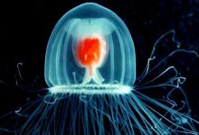 The Immortal Jellyfish