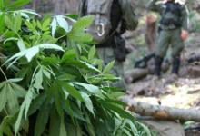 Week of Weed-Whacking