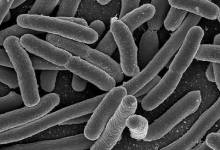 Genetically Modified World: Part II