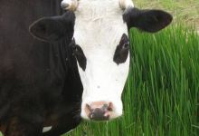 Genetically Modified World: Part III