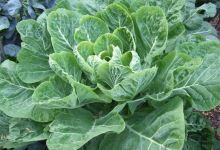 Planter-Box Gardening