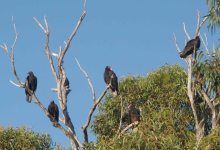 Seeing the Vultures Through the Trees