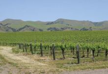 S.L.O. Sips in the Edna Valley