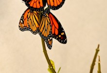 Monarch Metamorphosis