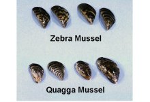 Boaters Urged to Remain Watchful for Quagga and Zebra Mussels