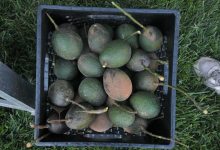 The Beauty of Backyard Bounty