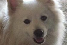 Animals Say the Darnedest Things