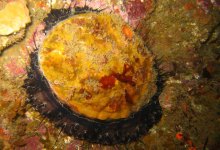 Q & A:  Abalone rebellion or diver blunder?