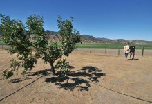 Caught in the Carrot Crossfire