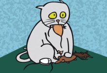 Lessons from Stanley the Cat