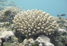 Will Coral Reefs Survive?