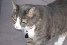 Kitty Seizures