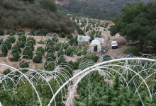 Raid on Mountains of Marijuana