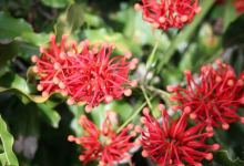 Fiery Plants